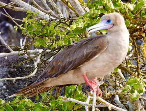 iNaturalist image