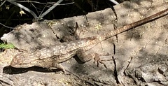 Sceloporus occidentalis