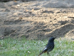 Phoenicurus ochruros
