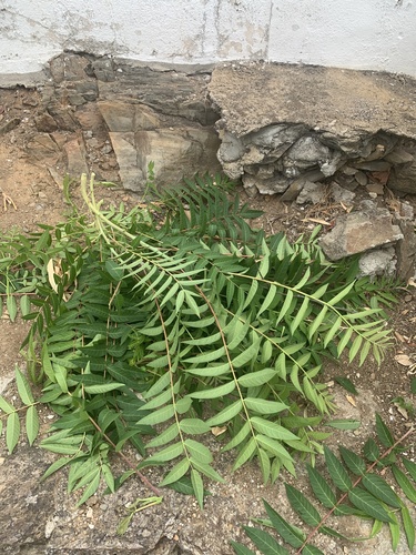 tree-of-heaven