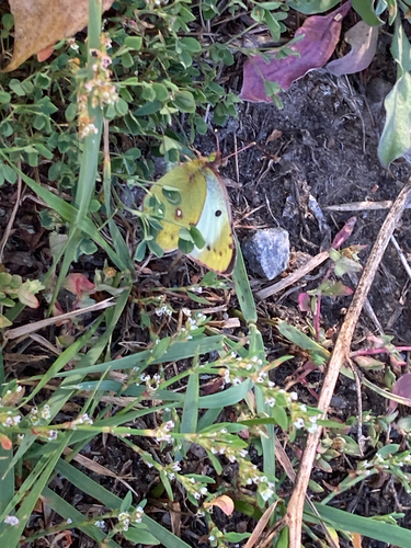 Pale Clouded Yellow