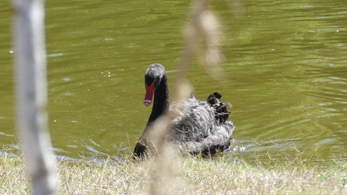iNaturalist image