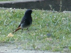 Phoenicurus ochruros