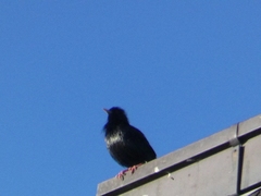 Sturnus unicolor