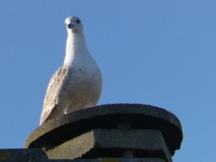 Larus michahellis