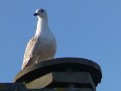 Larus michahellis