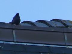 Sturnus unicolor