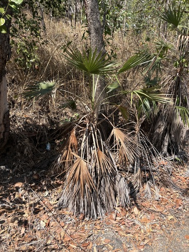 Livistona humilis, photograph 2