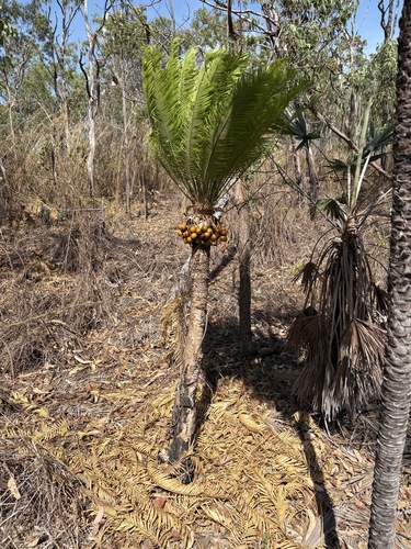 Cycas armstrongii, photograph 3