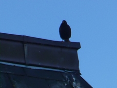 Sturnus unicolor