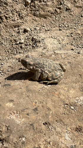 Green Toad