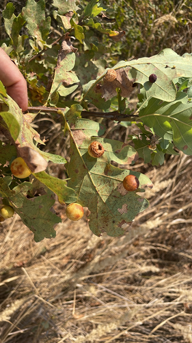 Cherry Gall Wasp
