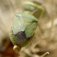 Chlorochroa opuntiae