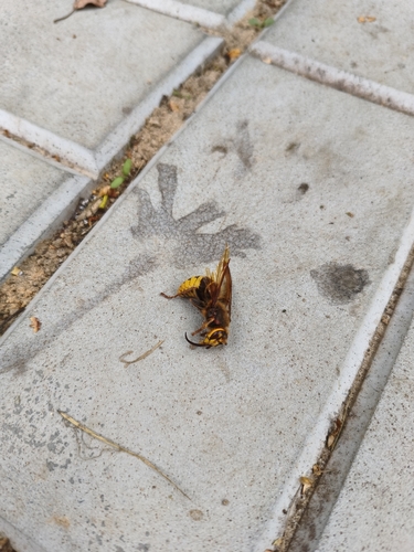 European Hornet