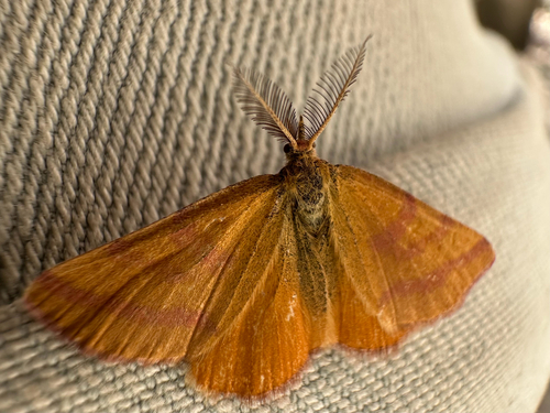 Purple-barred Yellow
