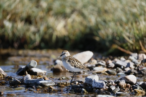 iNaturalist image