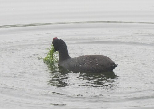 iNaturalist image