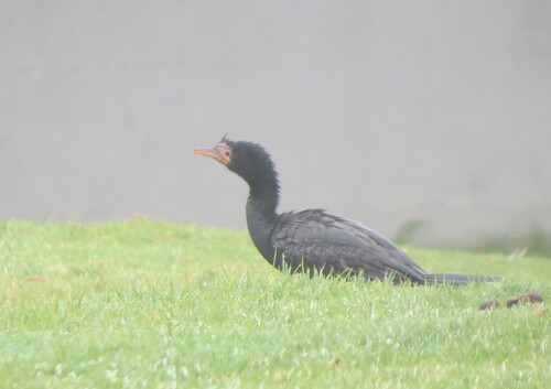 iNaturalist image