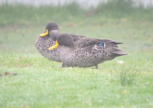 iNaturalist image