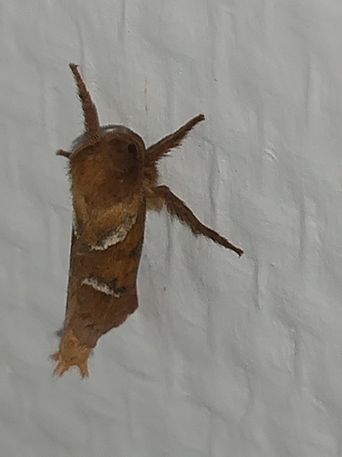 Orange Swift