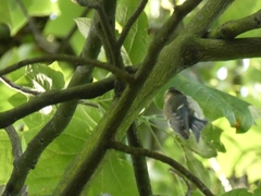 Cyanistes caeruleus