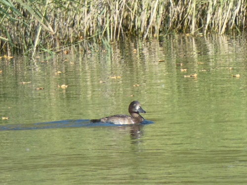 iNaturalist image