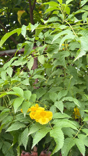 yellow trumpet flower