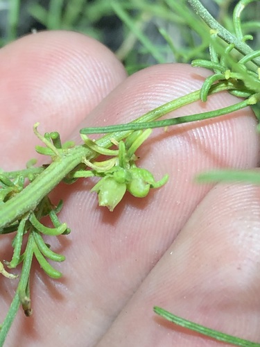 Ambrosia salsola, photograph 3