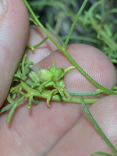 Ambrosia salsola, photograph 2