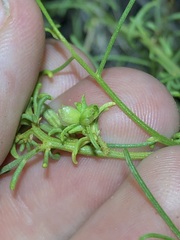 (c) Jared Shorma, some rights reserved (CC BY) Ambrosia salsola, photograph (c) Jared Shorma, some rights reserved (CC BY)