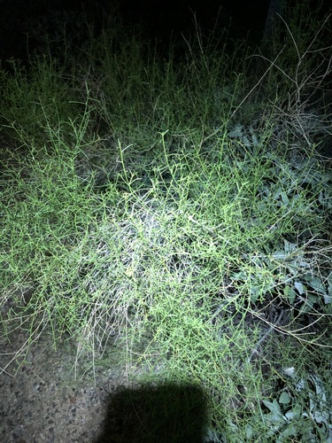 Ambrosia salsola, photograph 4