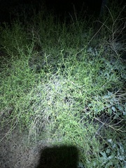 (c) Jared Shorma, some rights reserved (CC BY) Ambrosia salsola, photograph (c) Jared Shorma, some rights reserved (CC BY)