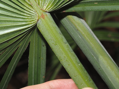 Livistona humilis, photograph 6