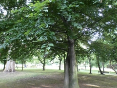 Fagus sylvatica
