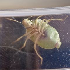 Chlorochroa opuntiae