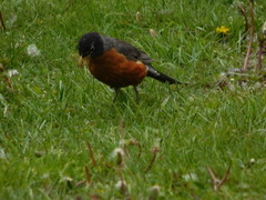 Turdus migratorius