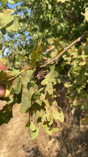 Oak Artichoke Gall Wasp