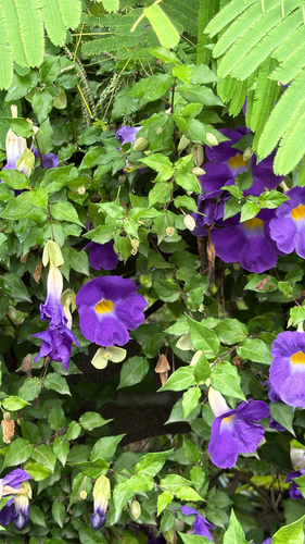 Bush Thunbergia