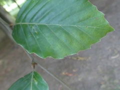 Fagus sylvatica