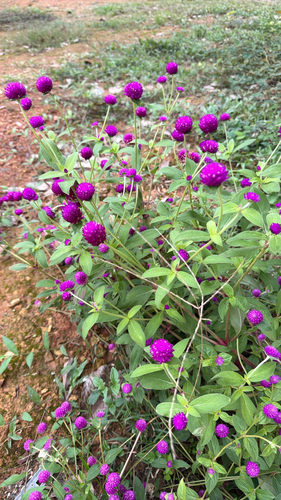 Globe amaranth