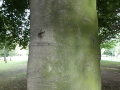 Fagus sylvatica