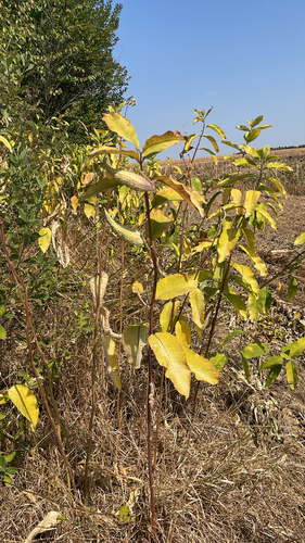 common milkweed