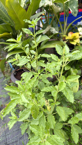Holy Basil