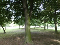 Fagus sylvatica