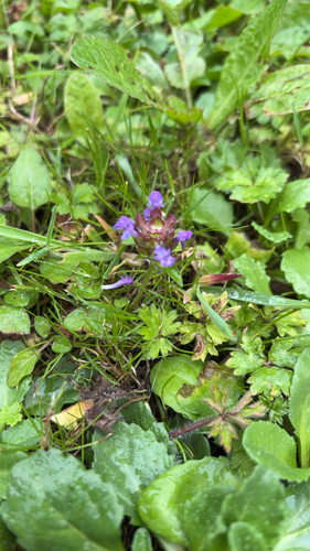 common selfheal