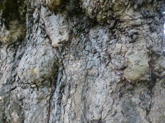 Platanus