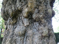 Platanus