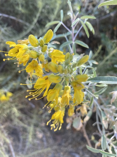 iNaturalist observation photo of Bladderpod
