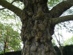 Platanus