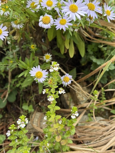 Euphrasia maximowiczii observed 2026-09-09